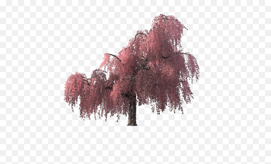 Cherry Blossom Tree Png - Cherry Blossom Tree Transparent Cherry Blossom Tree Png Anime,Transparent Cherry Blossom