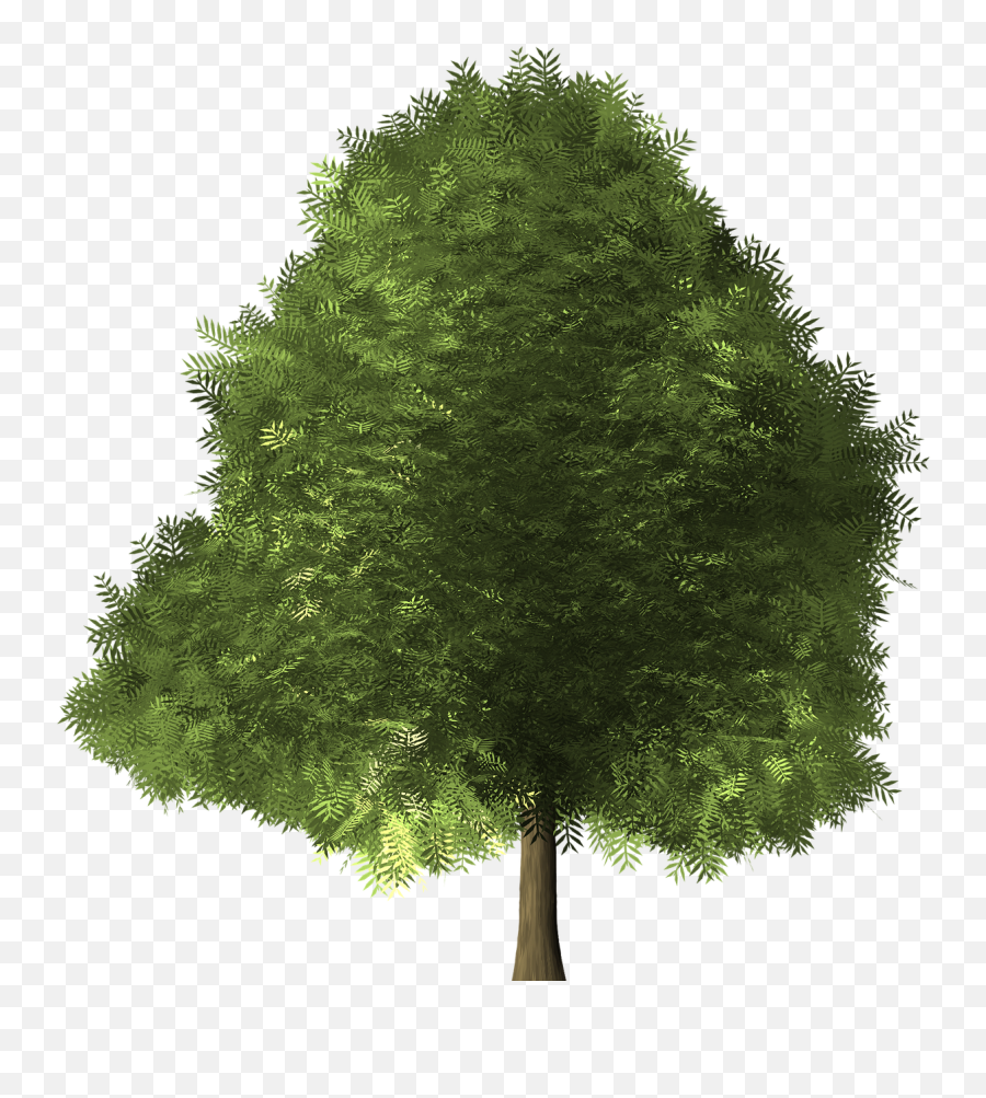 Download Maple Tree - Broad Leaved Tree Png Image Broad Leaved Trees Japan,Maple Tree Png