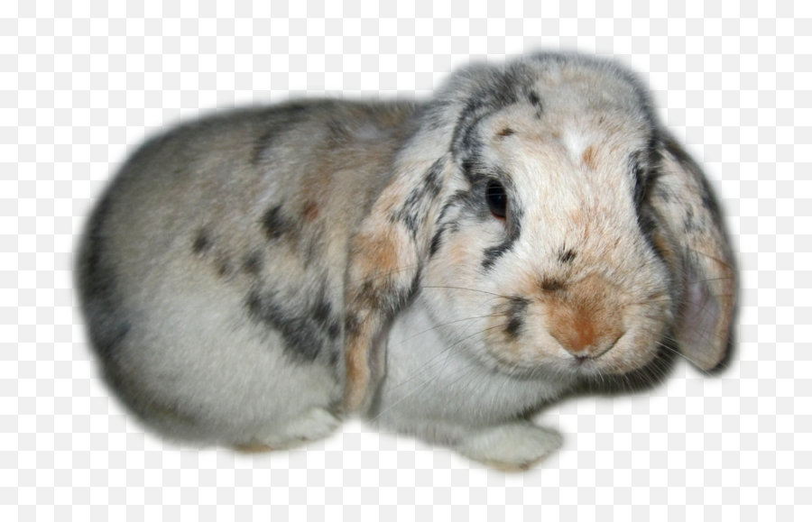 Image Rabbit Transparent Png - Rabbit,Rabbit Transparent