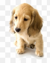 Golden Retriever Dachshund Puppy World - Hd Puppy Wallpaper White Background Png,Golden Retriever Transparent Background