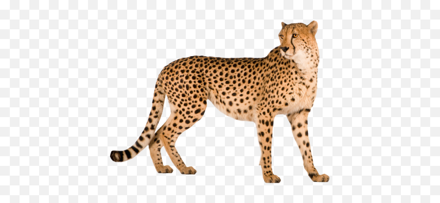 28 Cheetah Png Images Are Free To Download - Cheetah Png,Cheetah Png