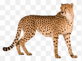 28 Cheetah Png Images Are Free To Download - Cheetah Png,Cheetah Png