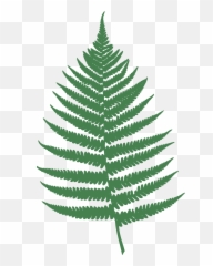 Free Fern Leaf Vector Graphic - VectorHQcom Transparent Background Clipart png