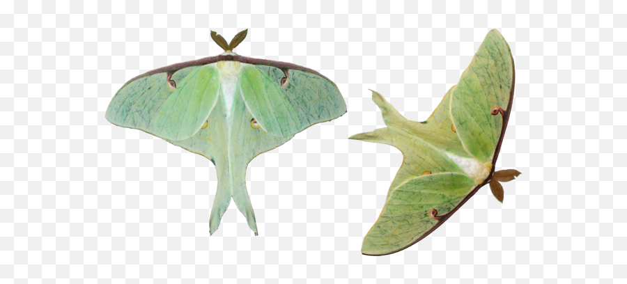 Moth Png Hd - Luna Moth Png,Moth Png