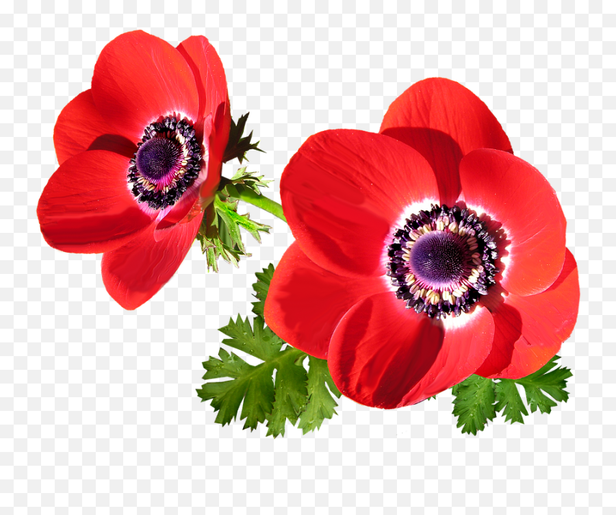 Anémone Png 5 Image - Anemone Flower Red Png,Anemone Png
