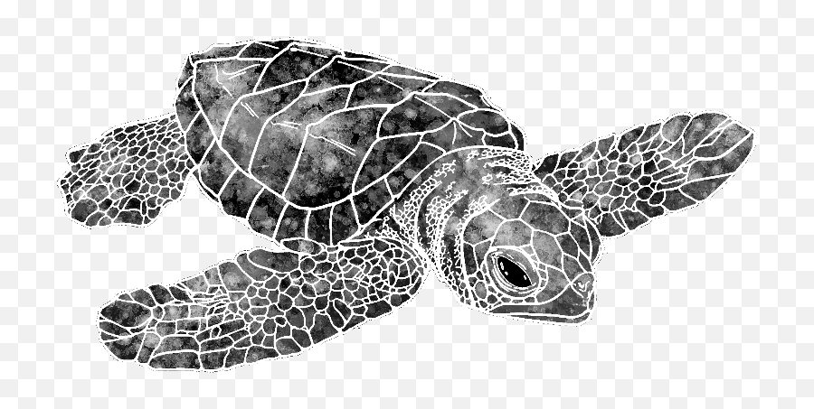 Watercolor Sea Turtle - Colorful Drawing Sea Turtle Full Transparent Sea Turtle Drawing Png,Sea Turtle Png