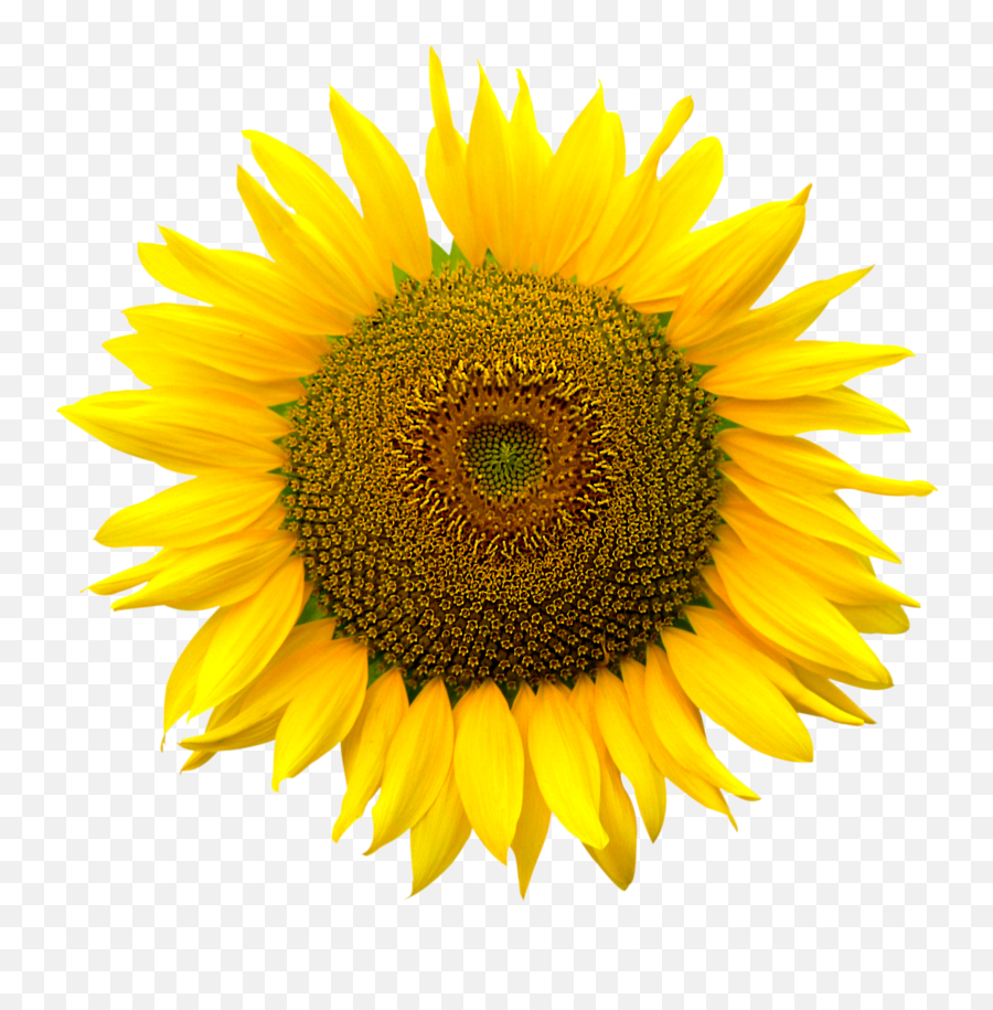 Sunflower Png - Transparent Background Sunflower Png,Png Image