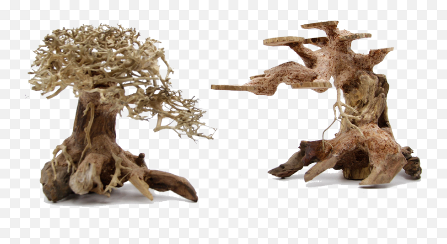 Bonsai Driftwood Canada - Driftwood Png,Driftwood Png