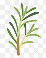 Plant Flavoring Herb Sprig - Horizontal Png,Rosemary Png