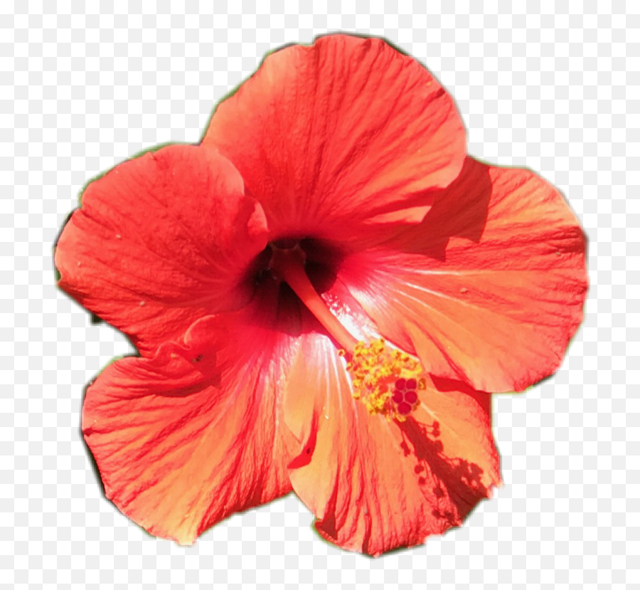 Tropical Flower Png - Tropical Flower Pretty Orange,Tropical Flowers Png