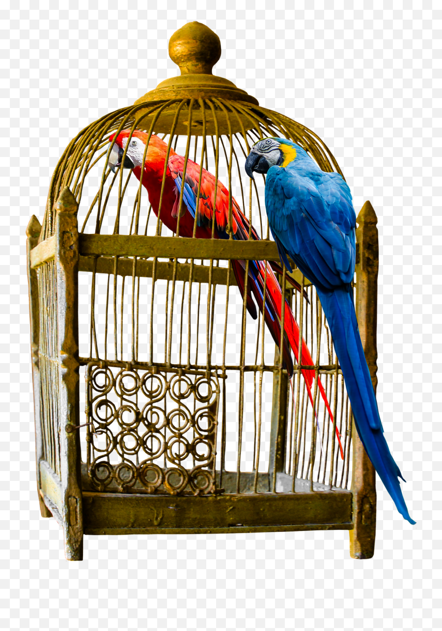 How To Choose Large Bird Cage For Your F 1533961 - Png Parrot In Cage Png,Big Bird Png