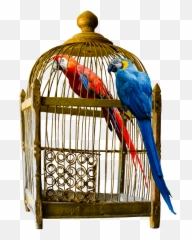 How To Choose Large Bird Cage For Your F 1533961 - Png Parrot In Cage Png,Big Bird Png