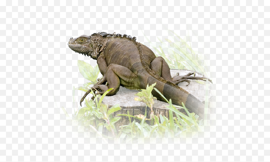 This Region Offers Some Of The Best And Most Easily - Green Iguana Png,Iguana Transparent Background