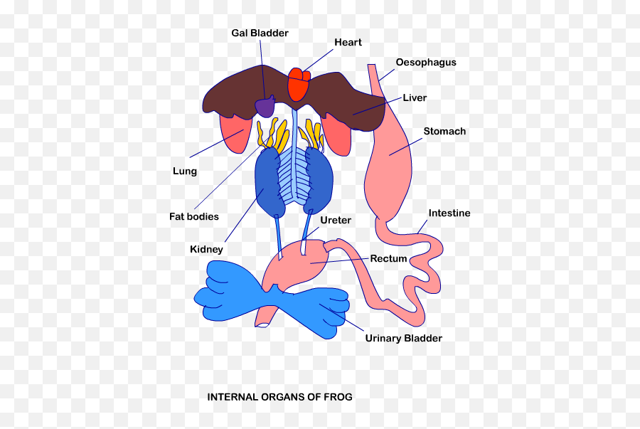 Morphology Of Frog Class Eleven Biology - Digestive System Of Frog Png,Digestive System Png