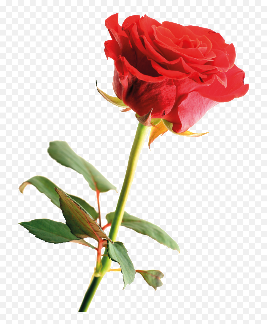Download Hd Cartoon Red Rose Png Hand Painted - Rose Happy Mothers Day Flowers,Rose Png Hd