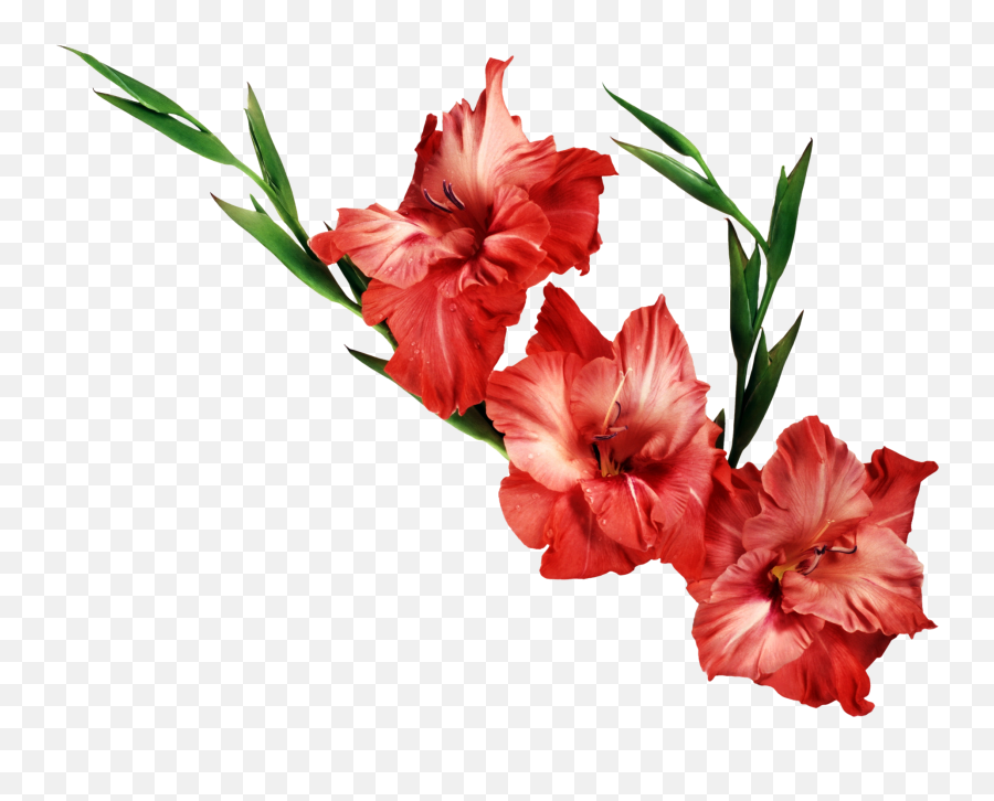 100 Watercolor Gladiol Gladiolus Clipart Clipartlook - Flowers Transparent Background Real Png,Watercolor Clipart Png