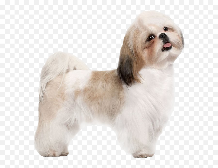 Shih Tzu Png File - Shih Tzu Puppy Transparent,Shih Tzu Png