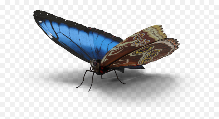 Astdafacom - 3d Morpho Blue Butterfly White Admiral Or Red Spotted Purple Png,Butterfly Logos