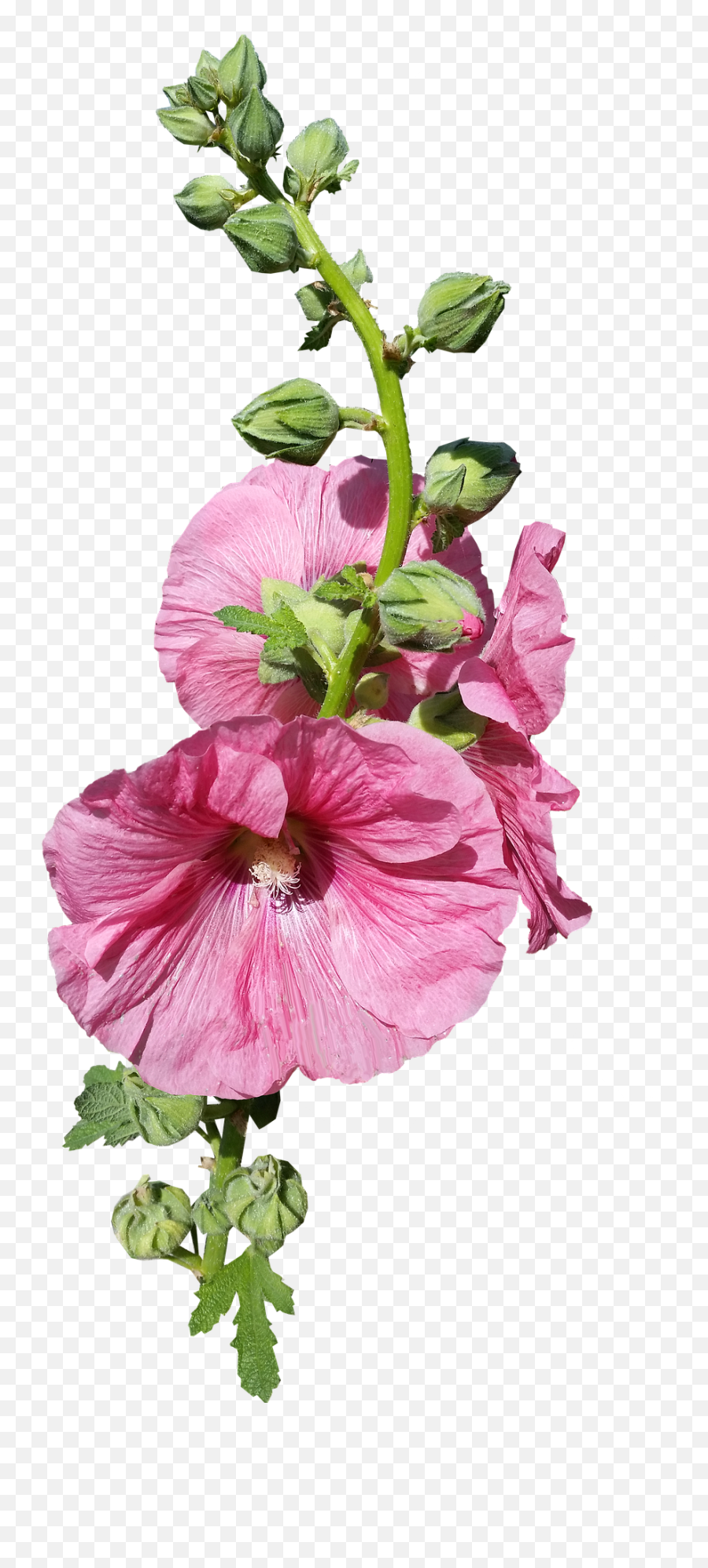 Flowerhollyhock Stem Pink Buds Flower - Hollyhock Stem Png,Flower Stem Png