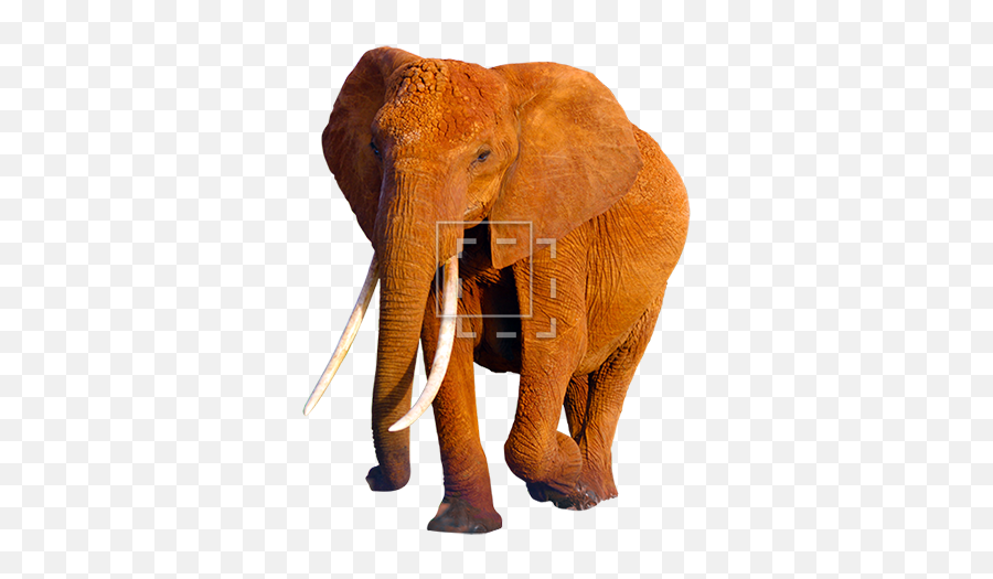 African Elephant Png Hd Mart - Elephant,Elephant Png