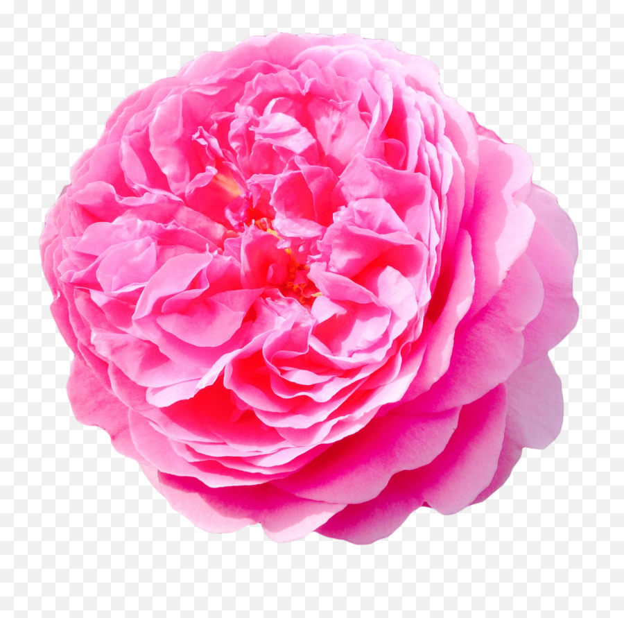 Flowers Png Tumblr Download - Damask Rose Free Png,Flowers Png Tumblr
