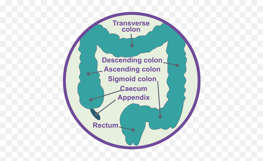 Symptoms Of Neuroendocrine Cancer The Colon Large Bowel - Staffordshire Fa Png,Appendix Icon