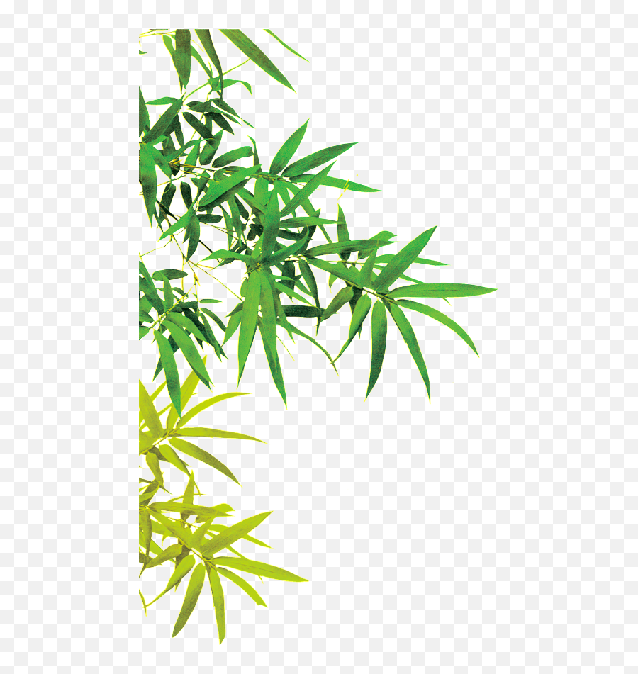 Beautiful Picture Of Bamboo Leaves - Bamboo Leaves Png,Bamboo Leaves Png