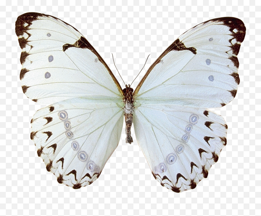 Download Mariposas Butterfly 15 - Butterfly With White Girl Imagens De Borboleta Branca Png,Butterfly Tattoo Png