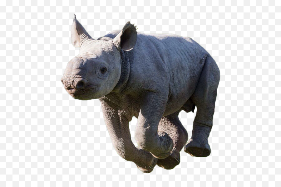 Rhino - Black Rhinoceros Png,Rhino Png