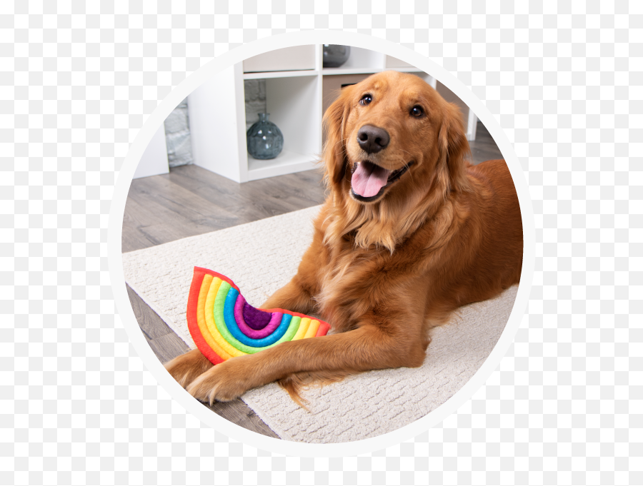 Home - Trustypup Png,Dog Toy Icon