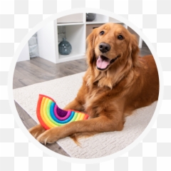 Home - TrustyPup png