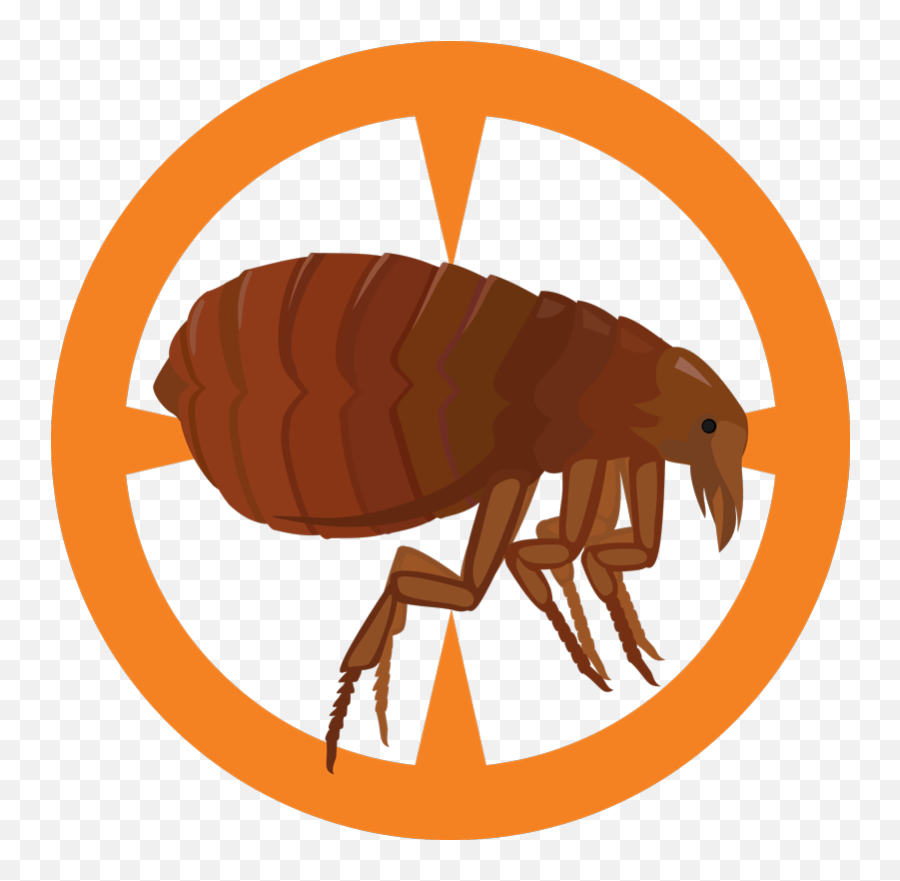 Fleas - Clark Exterminatingclark Exterminating Png,Animal Contract Icon