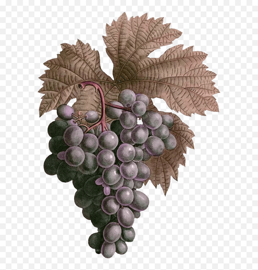 Index Of Wp - Contentuploadsrevslideralhero Grape Png,Grapes Png