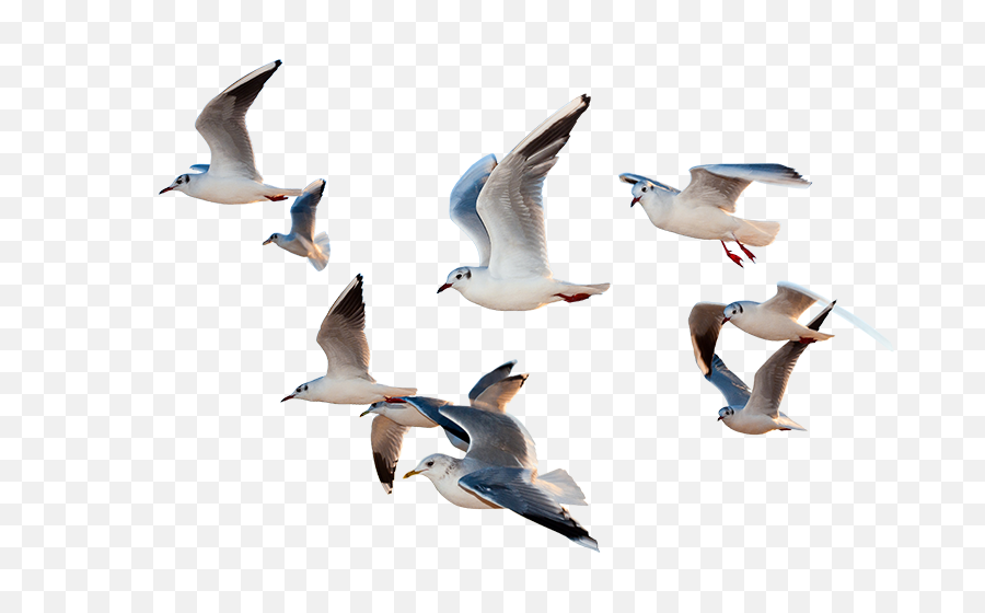 Download Birds Flying Png - Flying Birds 4k,Bird Flying Png