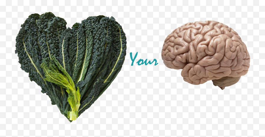 Benefits Of Kale Your Brain - Human Brain Realistic Png,Kale Png