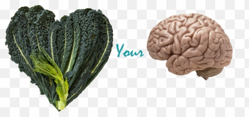 Benefits Of Kale Your Brain - Human Brain Realistic Png,Kale Png