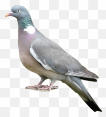 Download Common Woodpigeon - Stock Dove Full Size PNG Pigeon Transparent Background