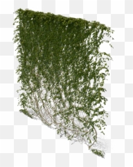 Ivy Vine Png Pic Mart - Hanging Plant Png