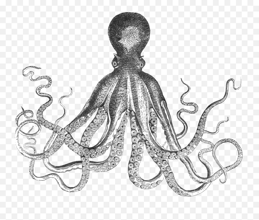Worm Clipart Giant Picture - Octopus Drawing Png,Octopus Png