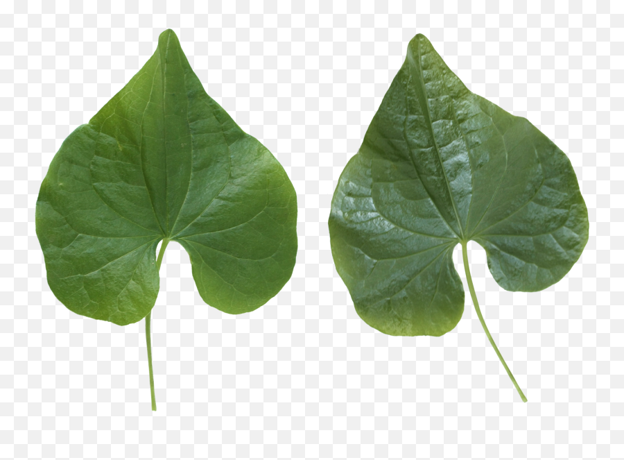 Green Leaf Png - 2 Green Leaf,Leafs Png