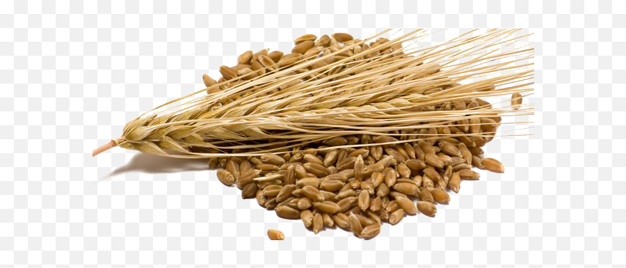 Barley Grain - Barley Kernels Png,Grain Png