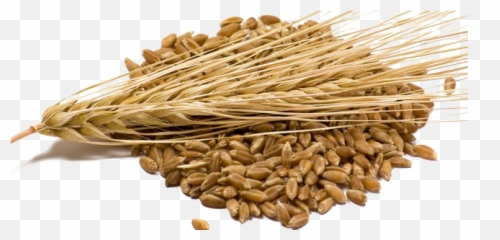 Barley Grain - Kernels png