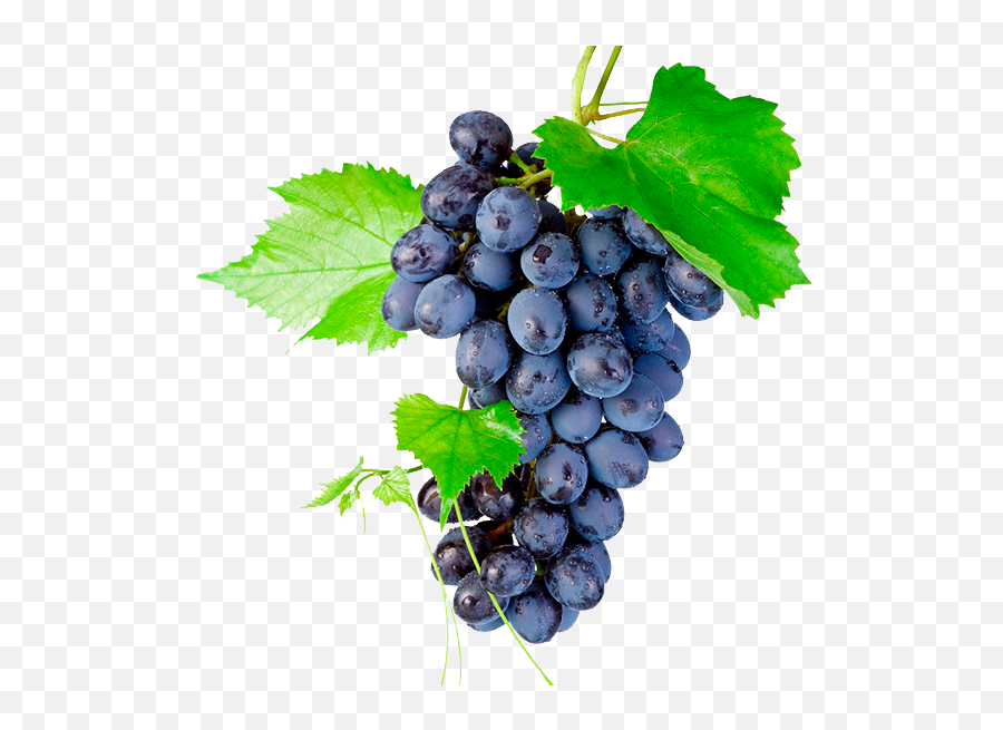 Download Grapes Png Transparent - Bunch Of Grapes Png,Grapes Transparent Background