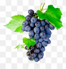 Download Grapes Png Transparent - Bunch Of