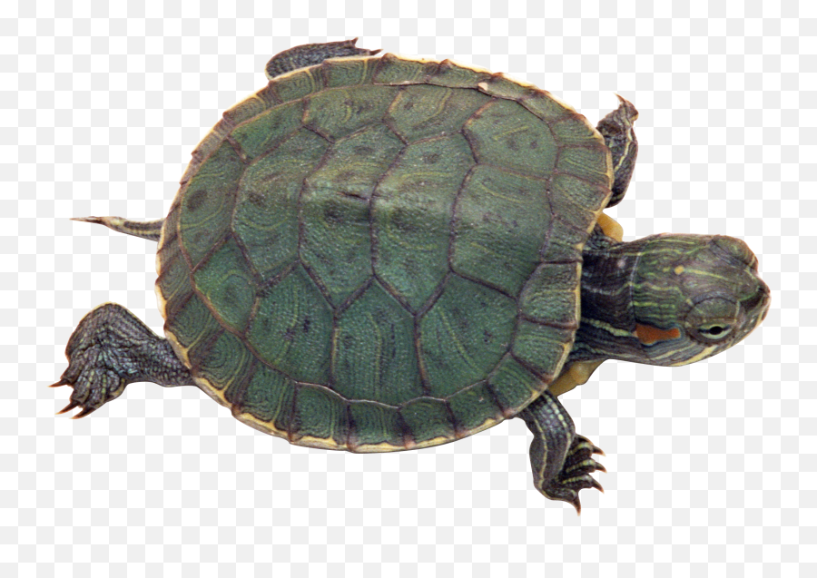 Turtle Png Image Web Icons Transparent