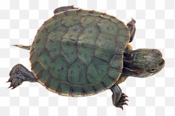 Turtle Png Image Web Icons