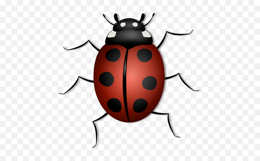 Ladybug Animal Beetle Bug Transparent Png Images U2013 Free - Ladybird Picture For Kids,Transparent Ladybug