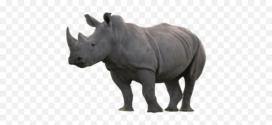 Meet Our Glorious White Rhino U0026 See Them In The Wild - Black Rhinoceros Png,Rhinoceros Png