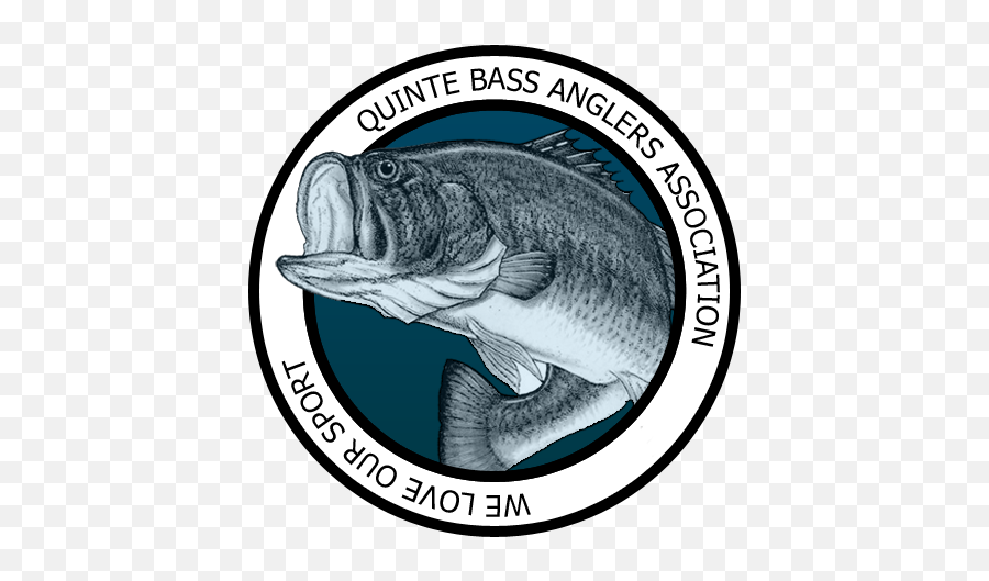 Quinte Bass Anglers Fishing Club - Fish Bass Png,Bass Fish Logo