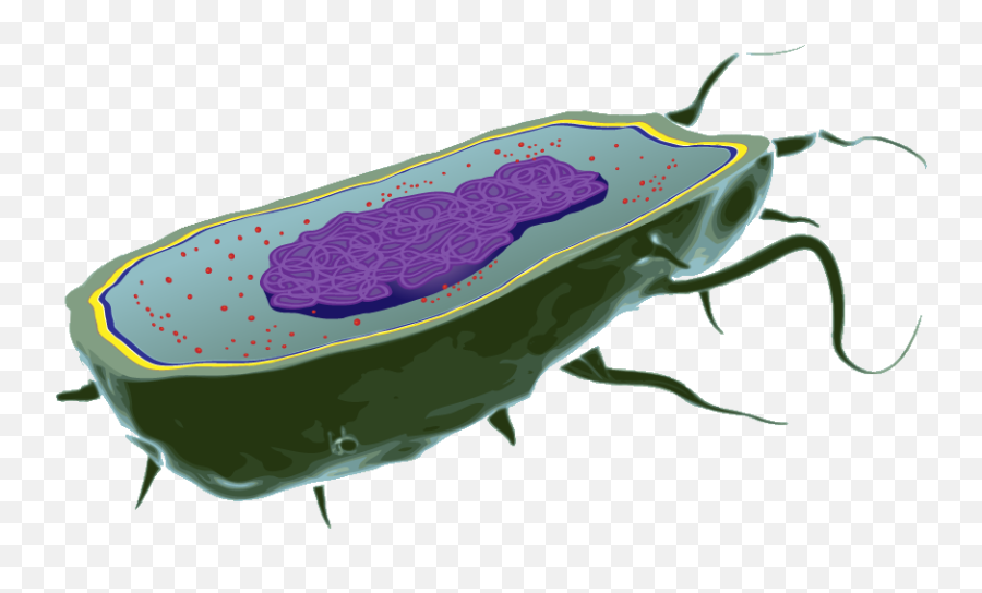 Evo - Ed E Coli Cell Biology Cell With Transparent Background Png,Cell Png